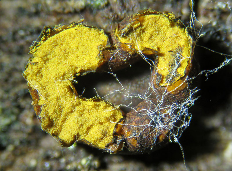 Perichaena chrysosperma